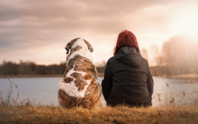 Hunde: Liebe allein macht nicht glücklich