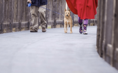 Hundebegegnungen: So bleibst Du gelassen